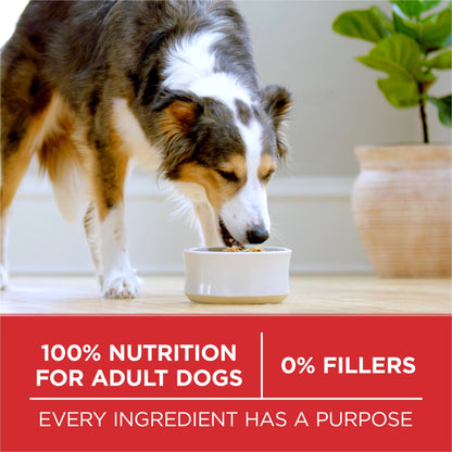 Dry Dog Food for Adult Dogs High Protein, Real Chicken & Rice