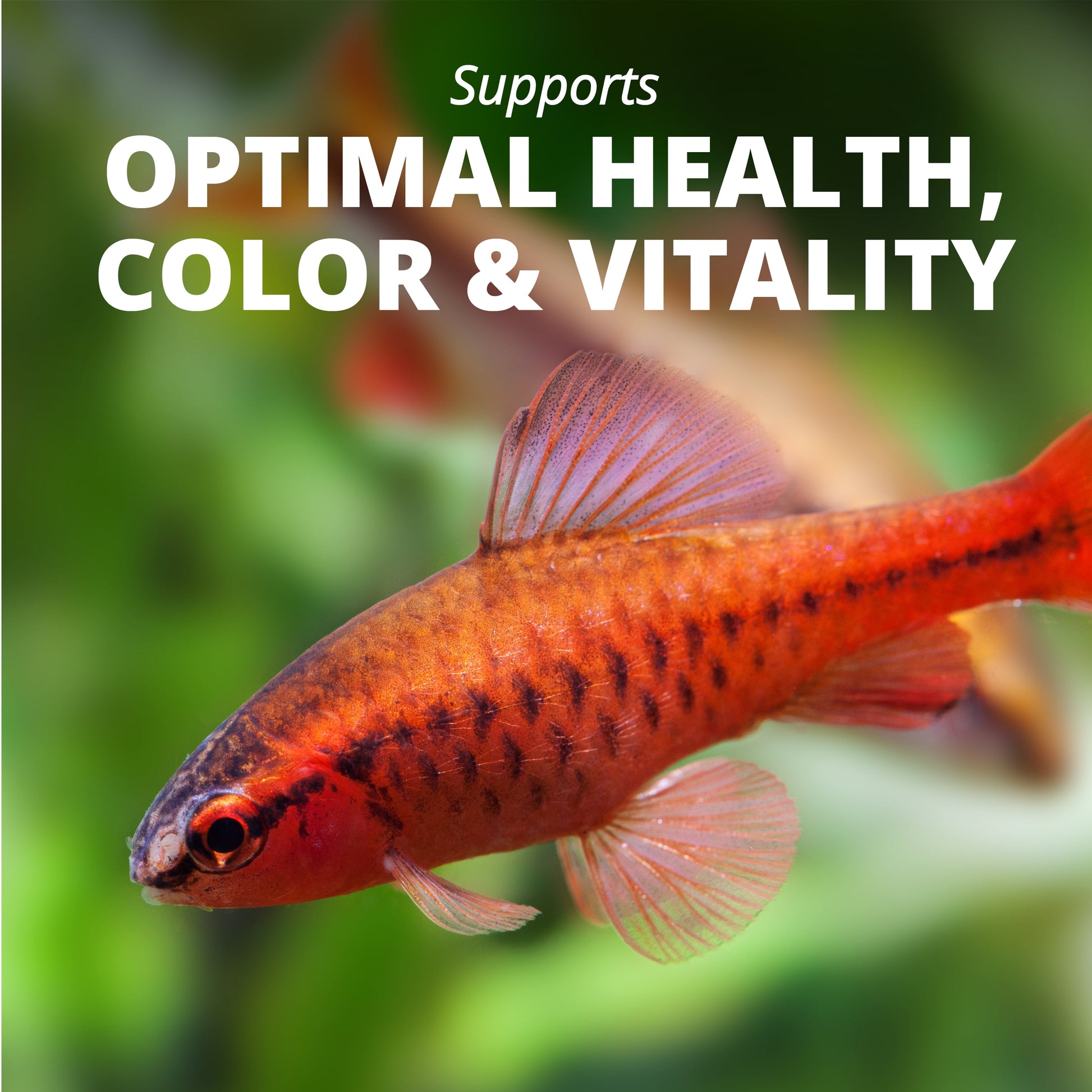 min Tropical Flakes Nutritionally Balanced Fish Food, 1 Oz.