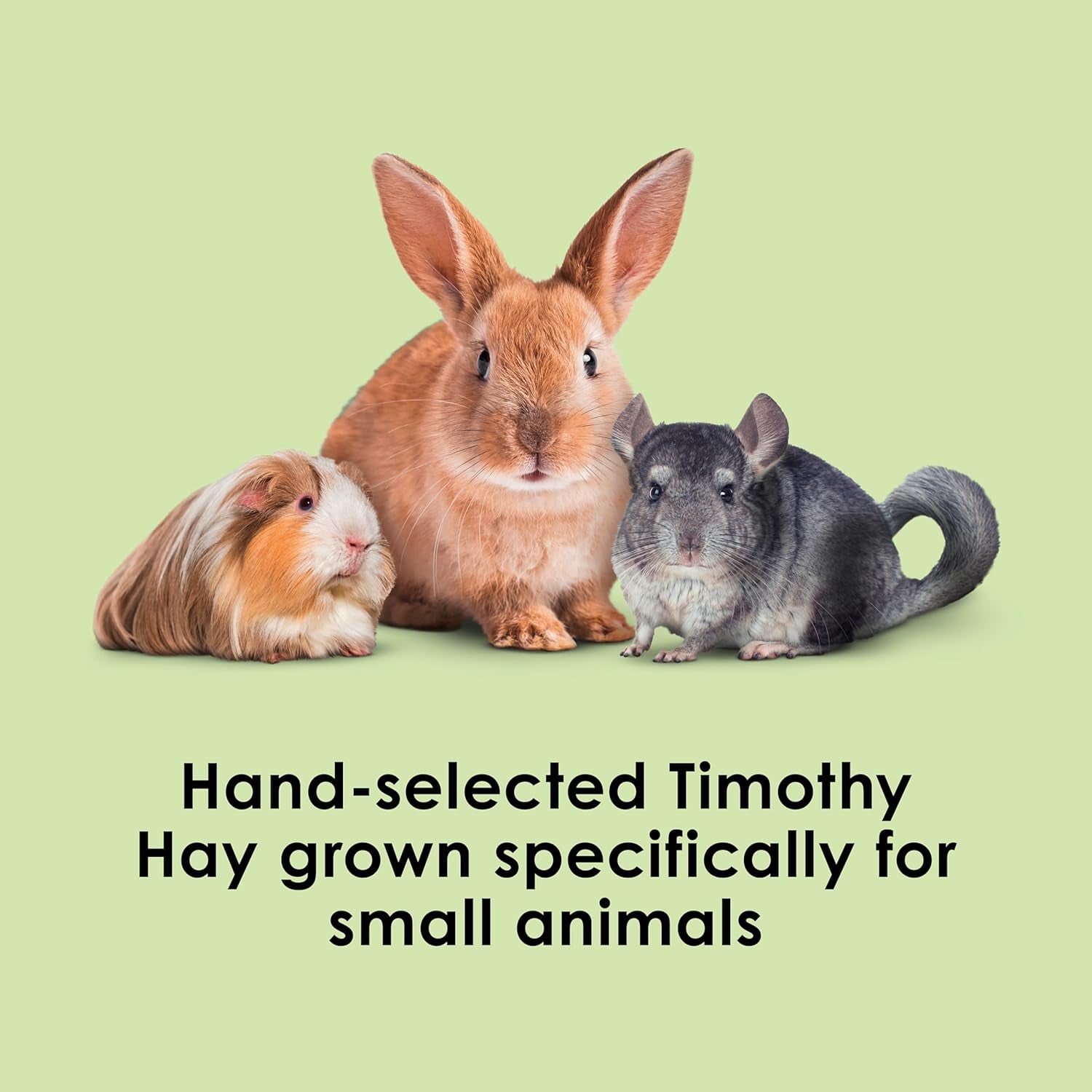 Timothy Hay, High Fiber, Grown Specifically for Small Animals, Rabbits, Guinea Pigs, Chinchillas, 48 Ounces
