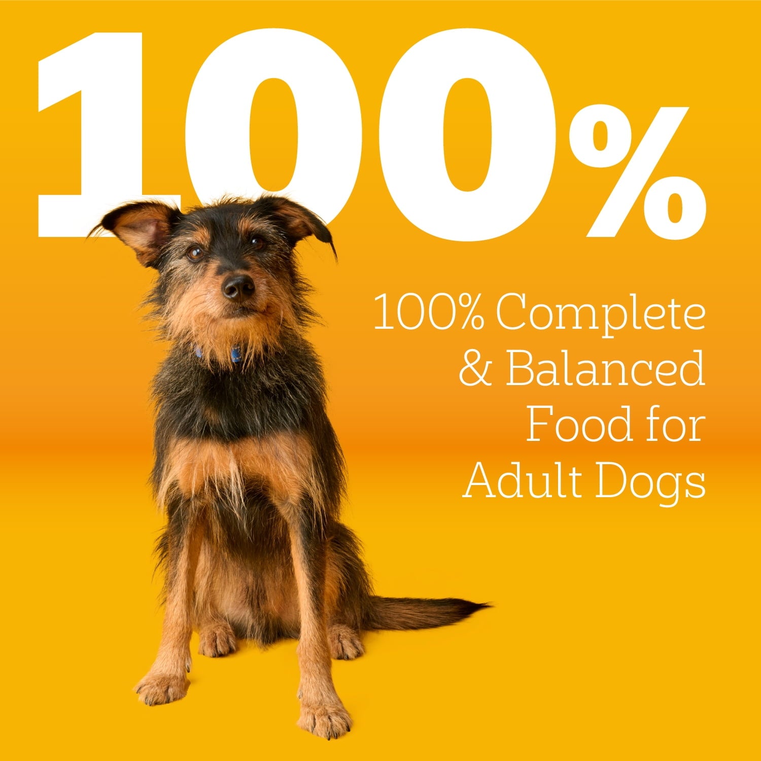 Complete Nutrition Adult Steak & Vegetable Flavor Dry Dog Food