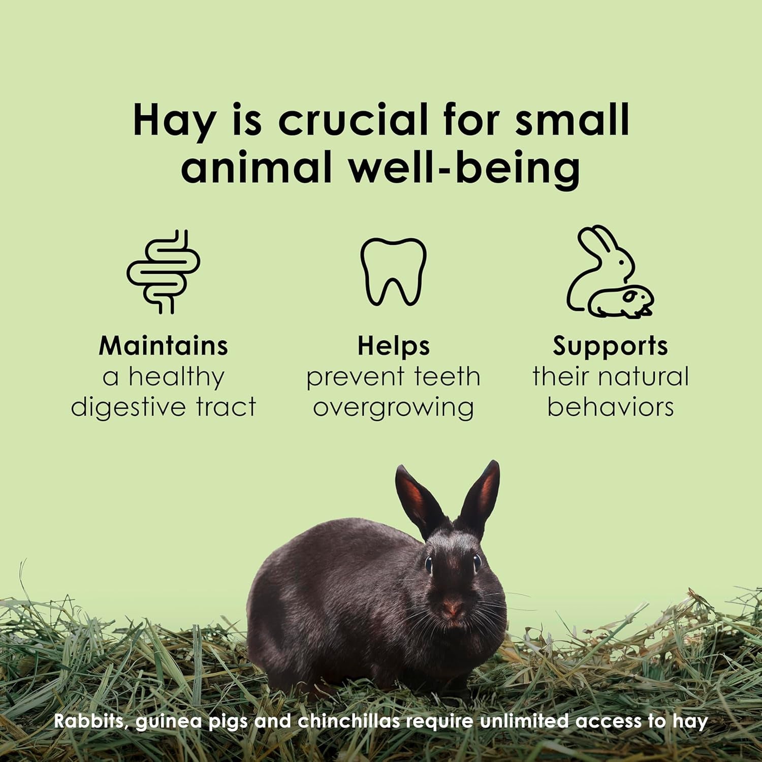 Timothy Hay, High Fiber, Grown Specifically for Small Animals, Rabbits, Guinea Pigs, Chinchillas, 48 Ounces
