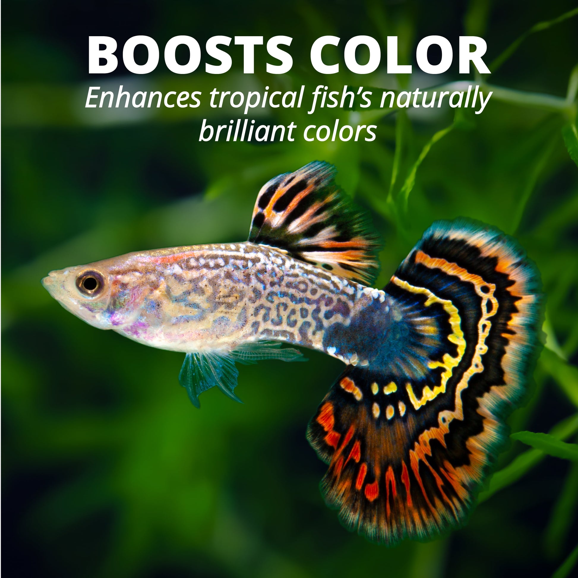 min Tropical Flakes Nutritionally Balanced Fish Food, 1 Oz.